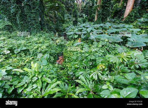 Hawaii Creeper Hi Res Stock Photography And Images Alamy