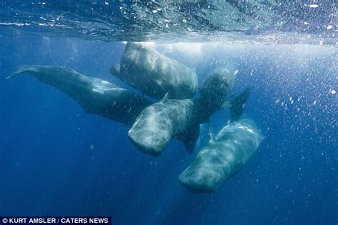 Sperm Whale Gives Birth Before Midwives Escort The Newborn To The Surface For Air Daily