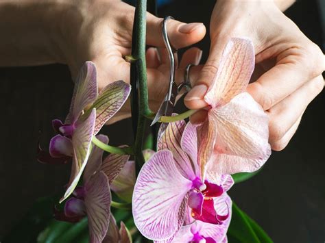 Consejos Para Podar Una Orqu Dea Sin Flores Interflora