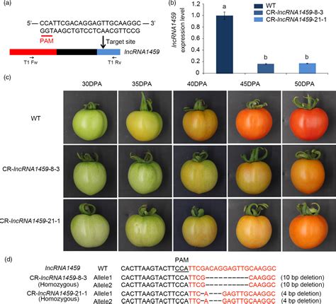 CRISPR Cas9mediated Mutagenesis Of LncRNA1459 Alters Tomato Fruit