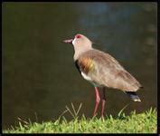 Luis A Florit Photo Gallery Quero Quero Southern Lapwing