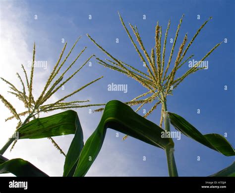 Two Corn Maize Plant Tassel Male Flowers With Pollen Reaching Blue