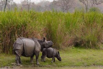 Parques Nacionales de la India Reservas Naturales y Áreas Protegidas