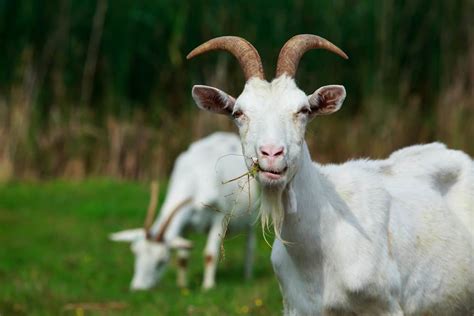 Animals With Horns: Differences in Animals With Antlers