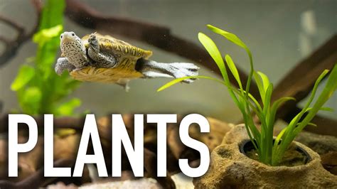 The Solution To Growing LIVE PLANTS In TURTLE TANKS YouTube