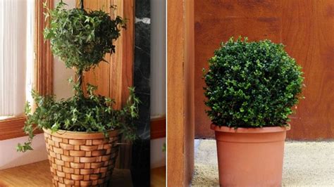 Tips To Care For An Indoor Topiary