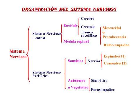 44 Sistema Nervioso Mapa Conceptual Sus Partes Funciones Background Boni