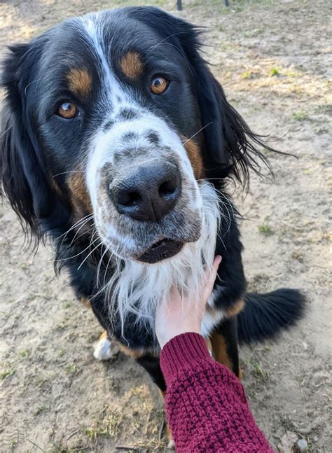 HENRY Berner Sennenhund GSS Mix Geb 06 2019 Nicht Kastriert