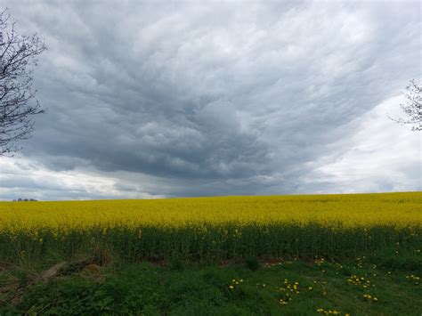 Oilseed Rape Landscape Heaven Free Photo On Pixabay Pixabay