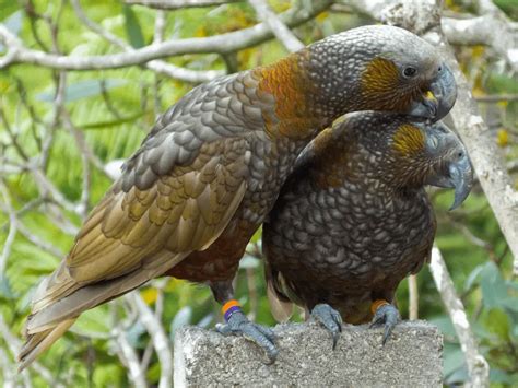 New Zealand Kaka Parrot Nestor meridionalis