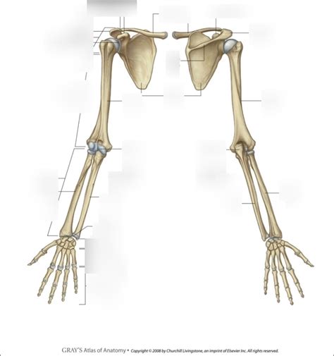 BIOL 2221L Bones of the Upper Limb Diagram | Quizlet