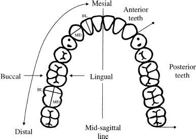 Buccal Tooth Surface