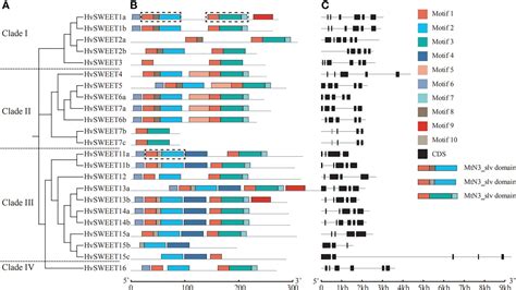 Frontiers Genome Wide Identification Expression Pattern And Genetic