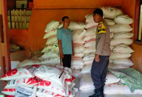 Ribu Ton Pupuk Bersubsidi Disalurkan Di Bengkulu Petani Jagung Di