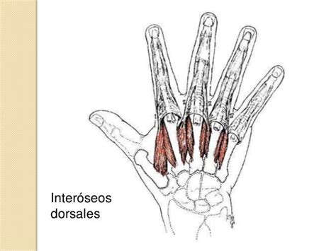 Clase Músculos De Mano