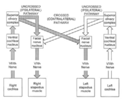 Acoustic Immittance II: Acoustic Reflex Testing Flashcards | Quizlet