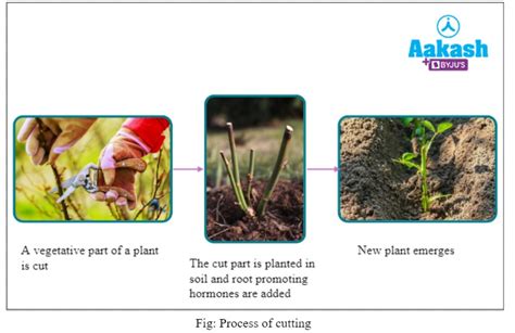 Vegetative Propagation Definition Advantages And Examples Aesl