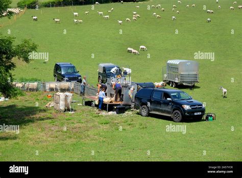 Sheep Shearing In The Sussex Rolling Green Hills England Uk A Mobile