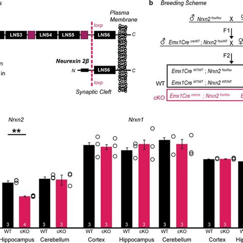 Emx Cre Driven Deletion Of Nrxn In Mouse Brain A Diagram Illustrating