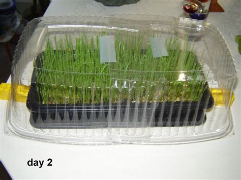 Grow Your Own Wheatgrass 7 Steps With Pictures Instructables