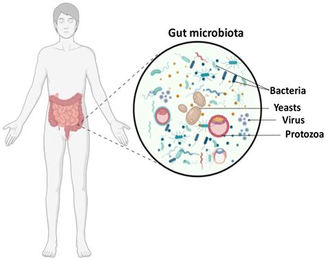 Microorganisms Free Full Text Healthy Diet And Lifestyle Improve