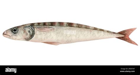 Single Sardine Fish Watercolor Illustration Fresh Atlantic Fish