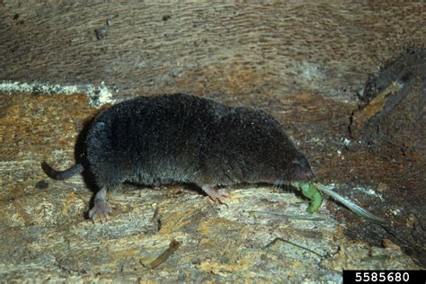 Northern Short Tailed Shrew Blarina Brevicauda