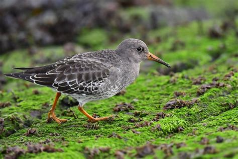 Vogel Strandläufer Vogelkunde Kostenloses Foto Auf Pixabay