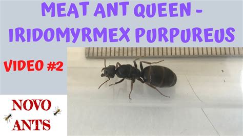 Meat Ant Queen Iridomyrmex Purpureus Video 2 Ant Keeping And Colony