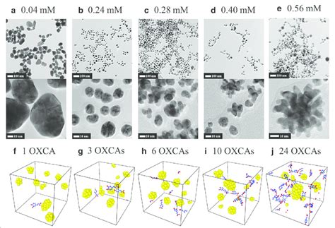 HR TEM And MD Simulation Images Of AuNPs The Final TEM Image Of