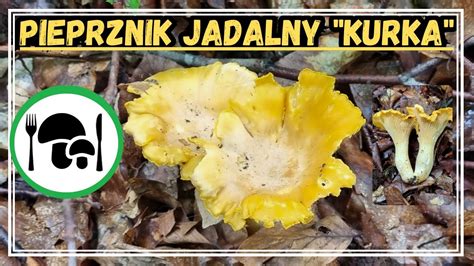 KURKA Najlepszy GRZYB Do JAJECZNICY PIEPRZNIK JADALNY Cantharellus