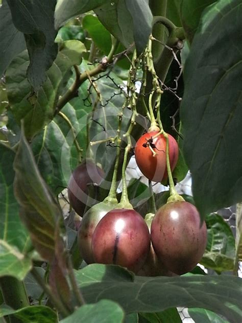 Cyphomandra Betacea Tamarillo Tree Tomato Information And Photos