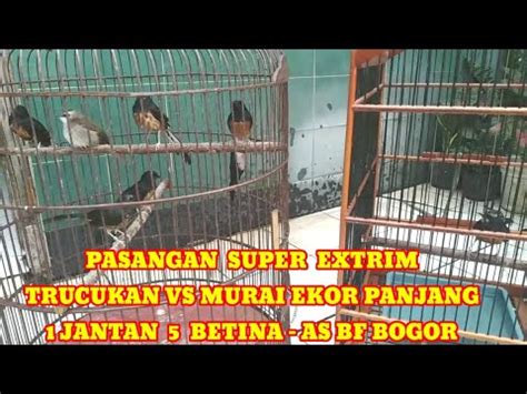 MURAI BERJEMGGOT PASANGAN EXTRIM TRUCUKAN VS MURAI BAHOROK EKOR