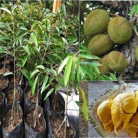 Jual Tanaman Buah Durian Musangking Kaki 3 Tanaman Durian Musang King