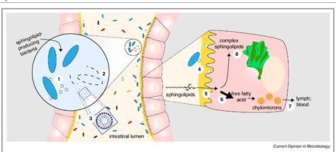 [pdf] Sphingolipids In Host Microbial Interactions Semantic Scholar