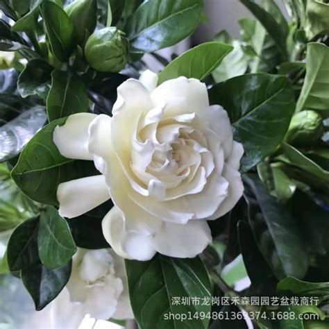 栀子花盆栽花卉植物室内带花苞阳台水培绿植浓香型大树苗四季好养 阿里巴巴