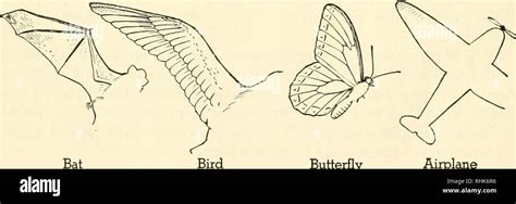 Analogous Structures Butterfly Bird Wings Related