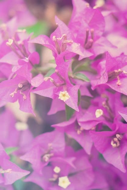 Bougainvillea Alexandra Floreciendo Con Fondo De Flores Rosas