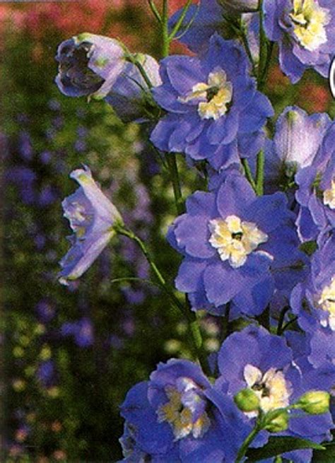 Giant Blue Bird Delphinium 50 Seeds Perennial Hirts Gardens