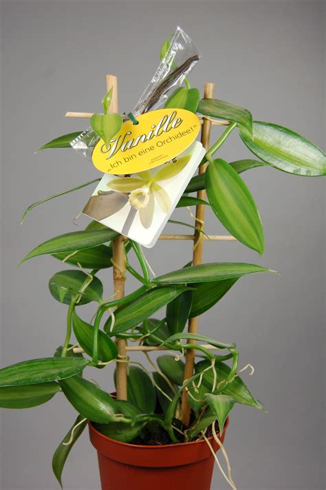 Vanilla Planifolia Variegata Ampelpflanze Inkl 2 Schoten Und