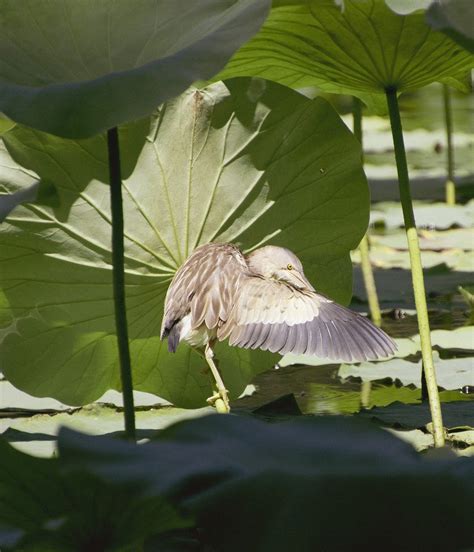 Burung Daun Teratai Pahit Kuning Foto Gratis Di Pixabay Pixabay