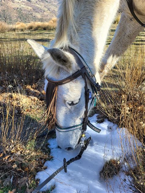 Looking back at January – Caballo Blanco Horse Riding and Rescue