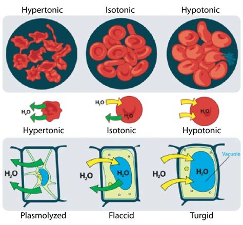 Osmosis - Biology