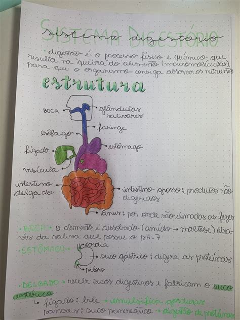 Sistema Digestório Resumo Sistema digestório resumo Digestorio Resumo