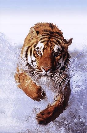 Tiger Running Through Water Wall Poster by Unknown at FulcrumGallery.com