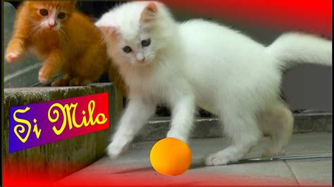 Si Milo Kucing Lucu Main Bola Ping Pong Bersama Saudaranya Youtube