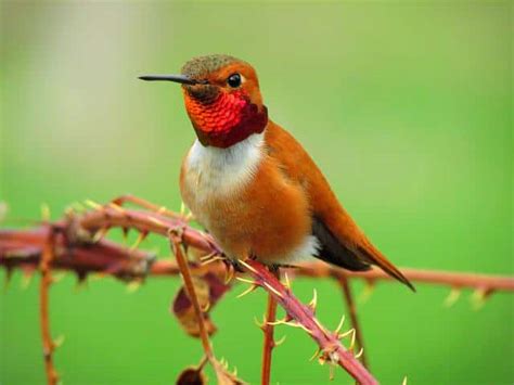 9 Stunning Hummingbirds In North Carolina You Must Know