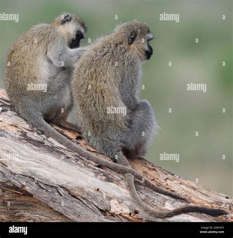 Vervet Monkeys Chlorocebus Pygerythrus Grooming Tarangire National