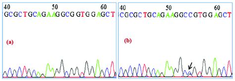 Ab The Chromatogram Of Exon 2 Of Nkx2 5 Gene Showing Sequence