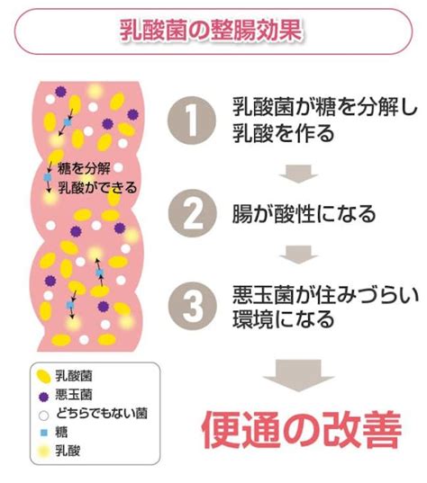 乳酸菌が体に良いといわれる理由とは？乳酸菌を摂取できる食材も紹介 Medipalette